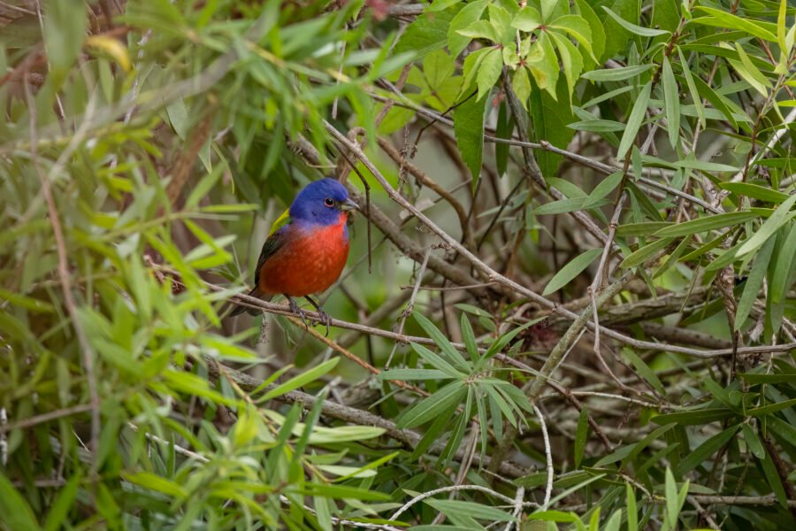 Male Painted Bunting Perched In Bottlebrush Shrub