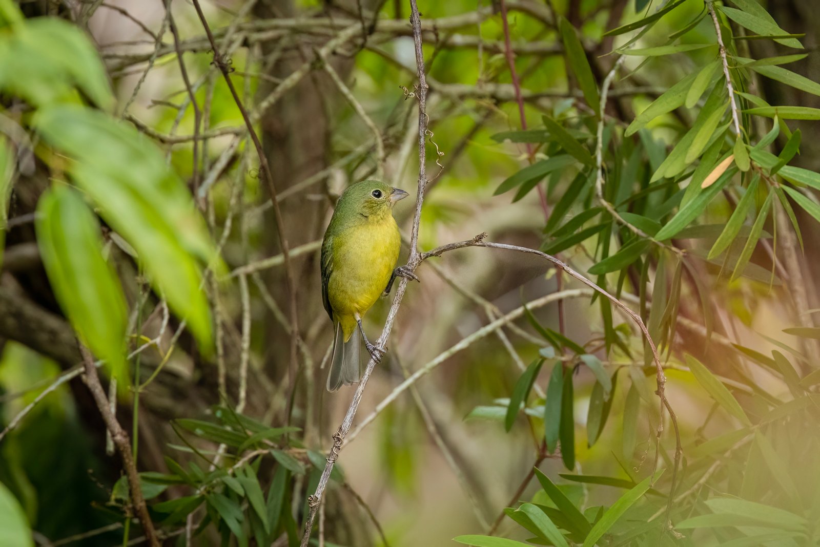 Painted Bunting Female Resting In Shade Of Bottlebrush