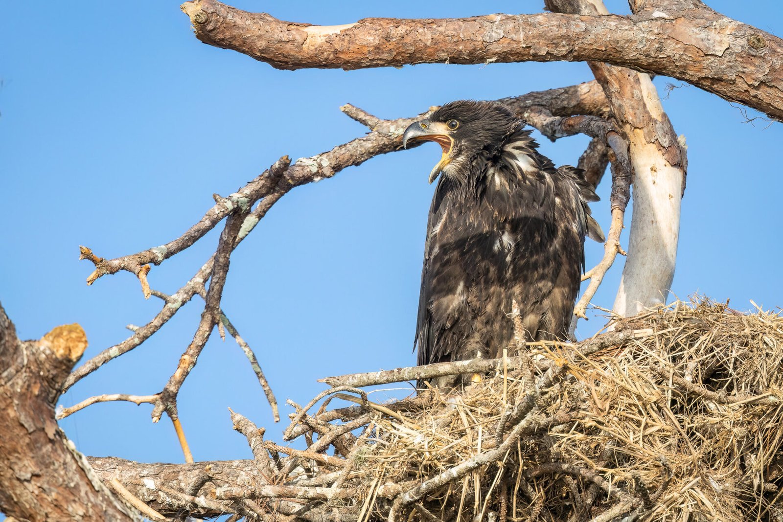 Juvenile Bald Eagle Calling For Breakfast