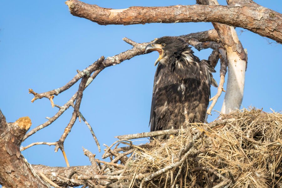 Juvenile Bald Eagle Calling For Breakfast