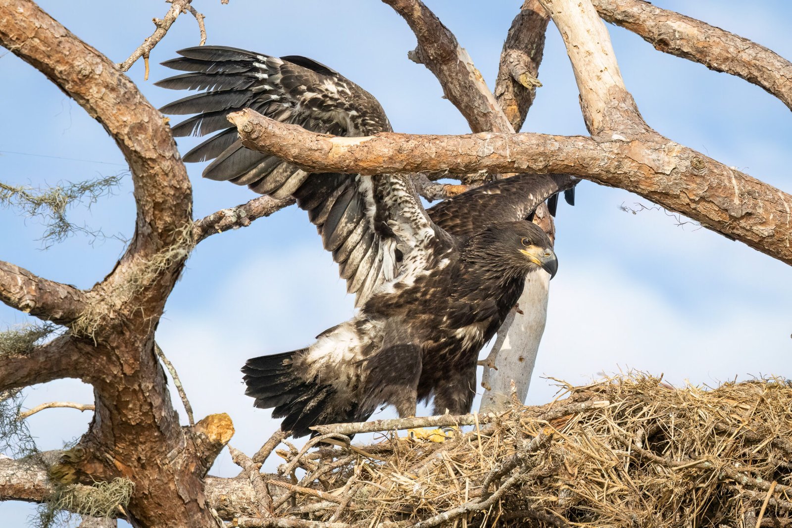 Juvenile Bald Eagle Testing Wings