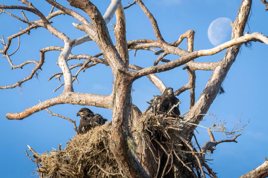 Juvenile Bald Eagles In Nest With Moon Behind