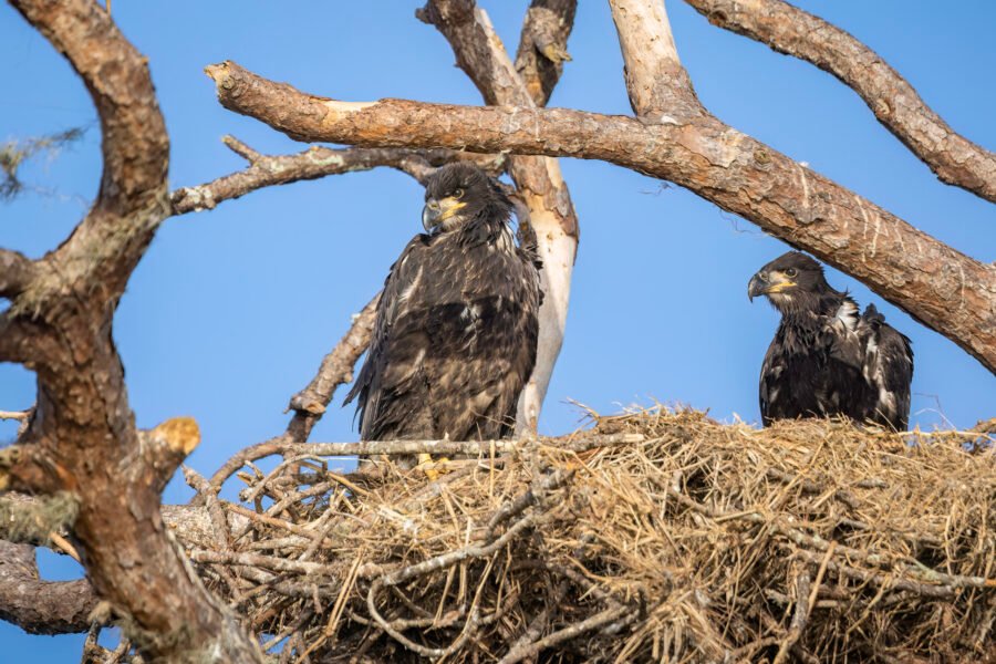 Two Bald Eagle Juveniles Watching For Parent