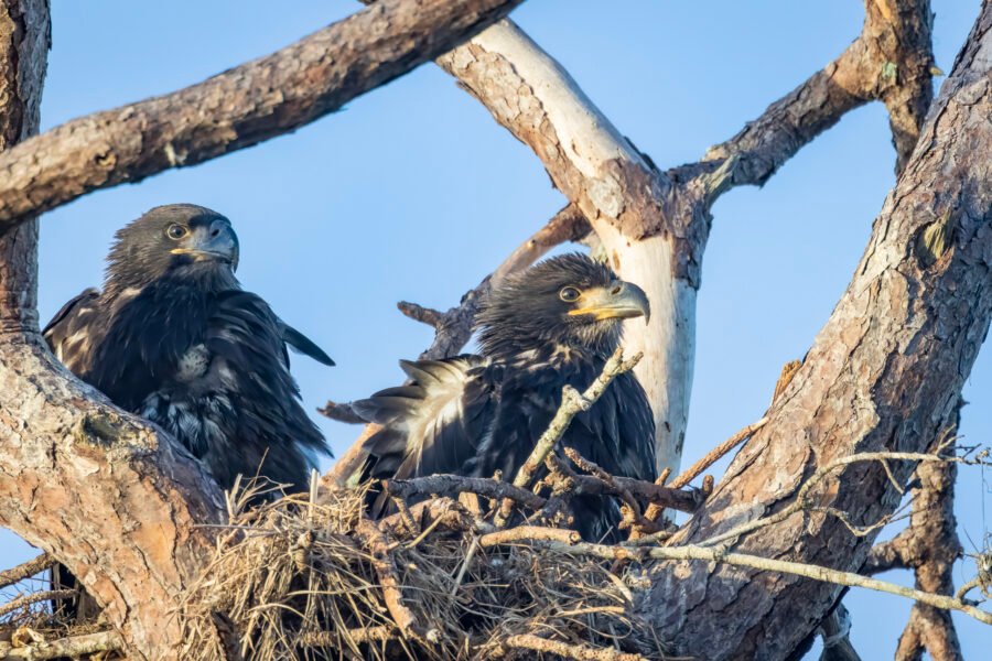 Two Juvenile Bald Eagles Hunkered Down In Nest