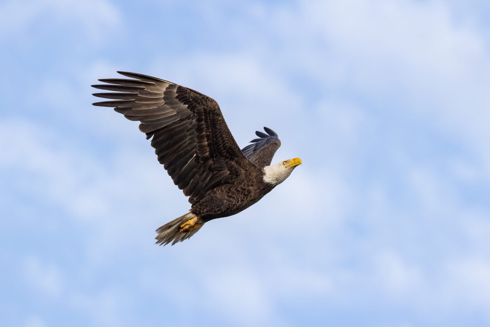 Bald Eagle Arrives Back At Nest After Morning Flight