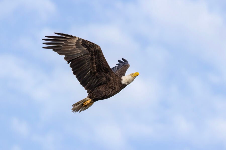 Bald Eagle Arrives Back At Nest After Morning Flight