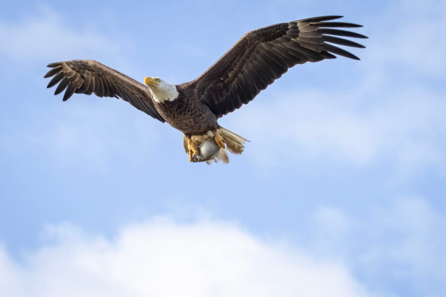 Bald Eagle Arrives Back At Nest After Successful Fishing Trip