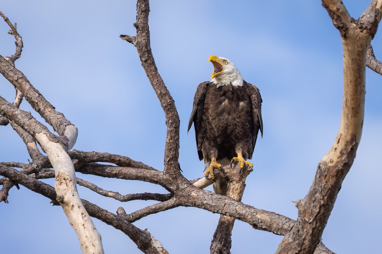 Bald Eagle Perched On Dead Branch Calls For Mate