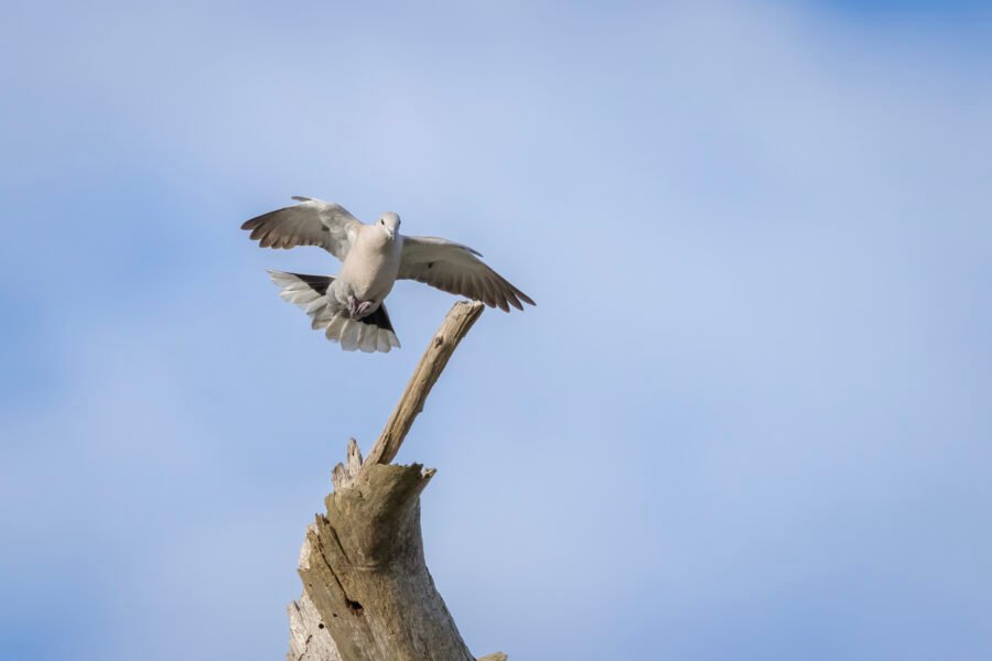 Eurasian Collared Dove Landing At Top Of Dead Tree