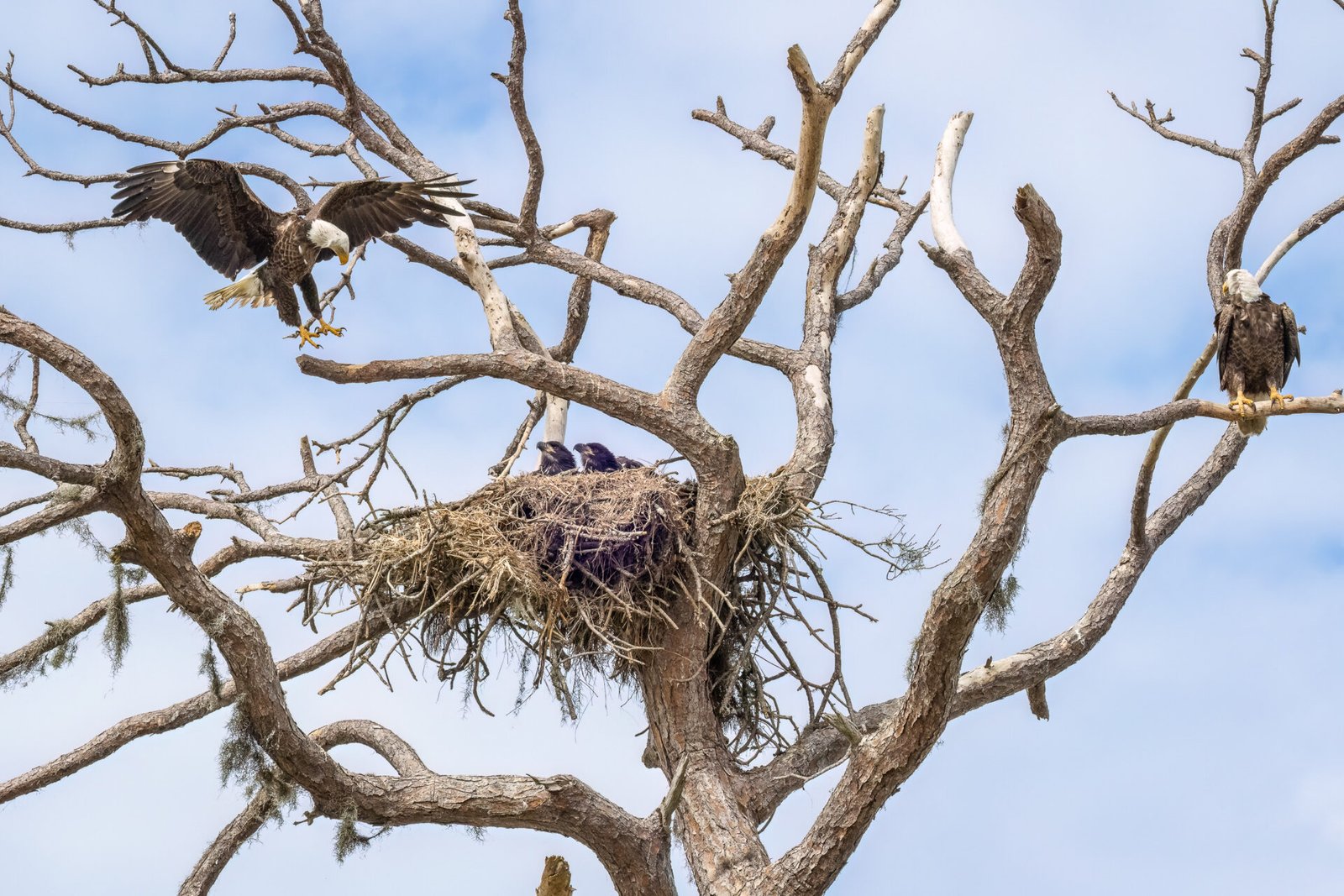 Female Bald Eagle Joins The Family