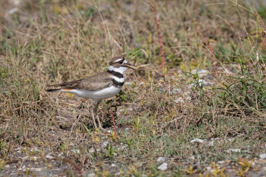 Female Killdeer Calls For Chicks