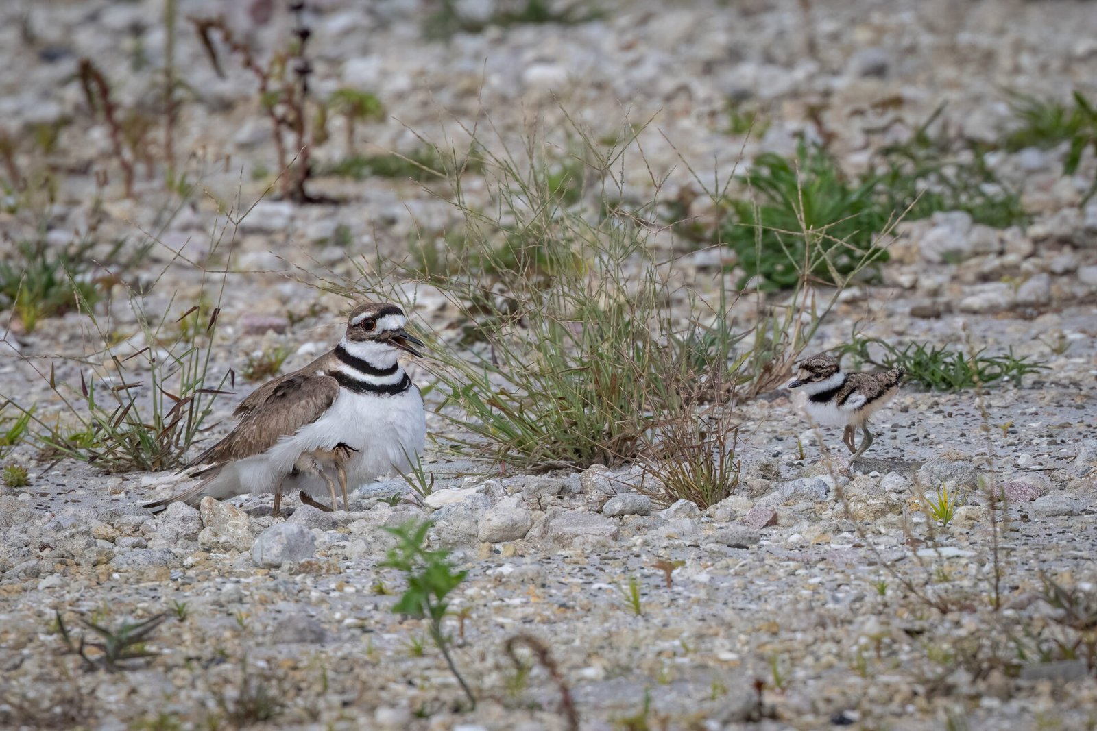 Female Killdeer Covers Up Her Chicks