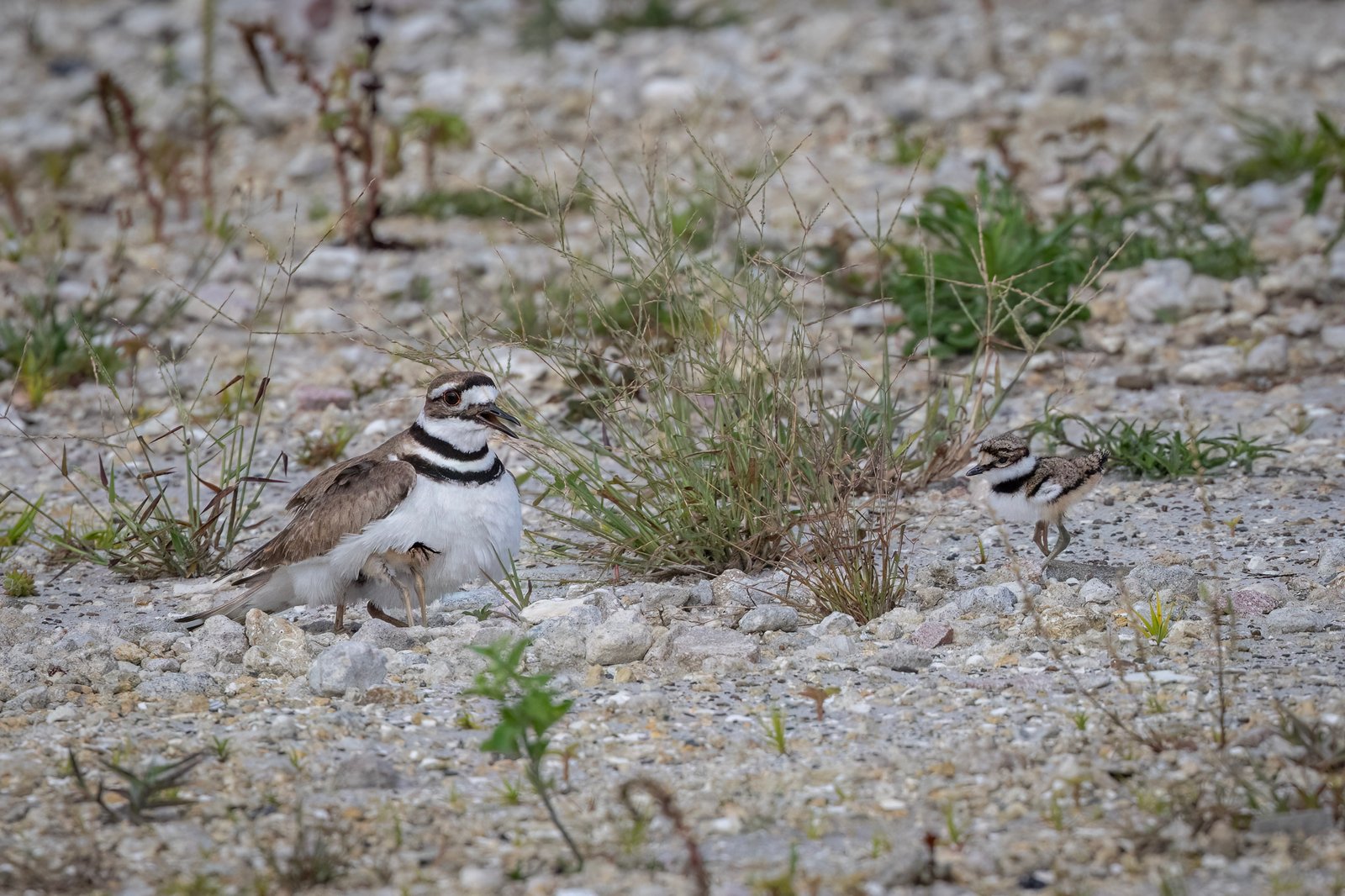 Female Killdeer Covers Up Her Chicks