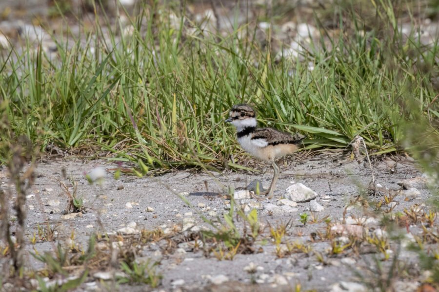 Killdeer Chick Heads For His Mom