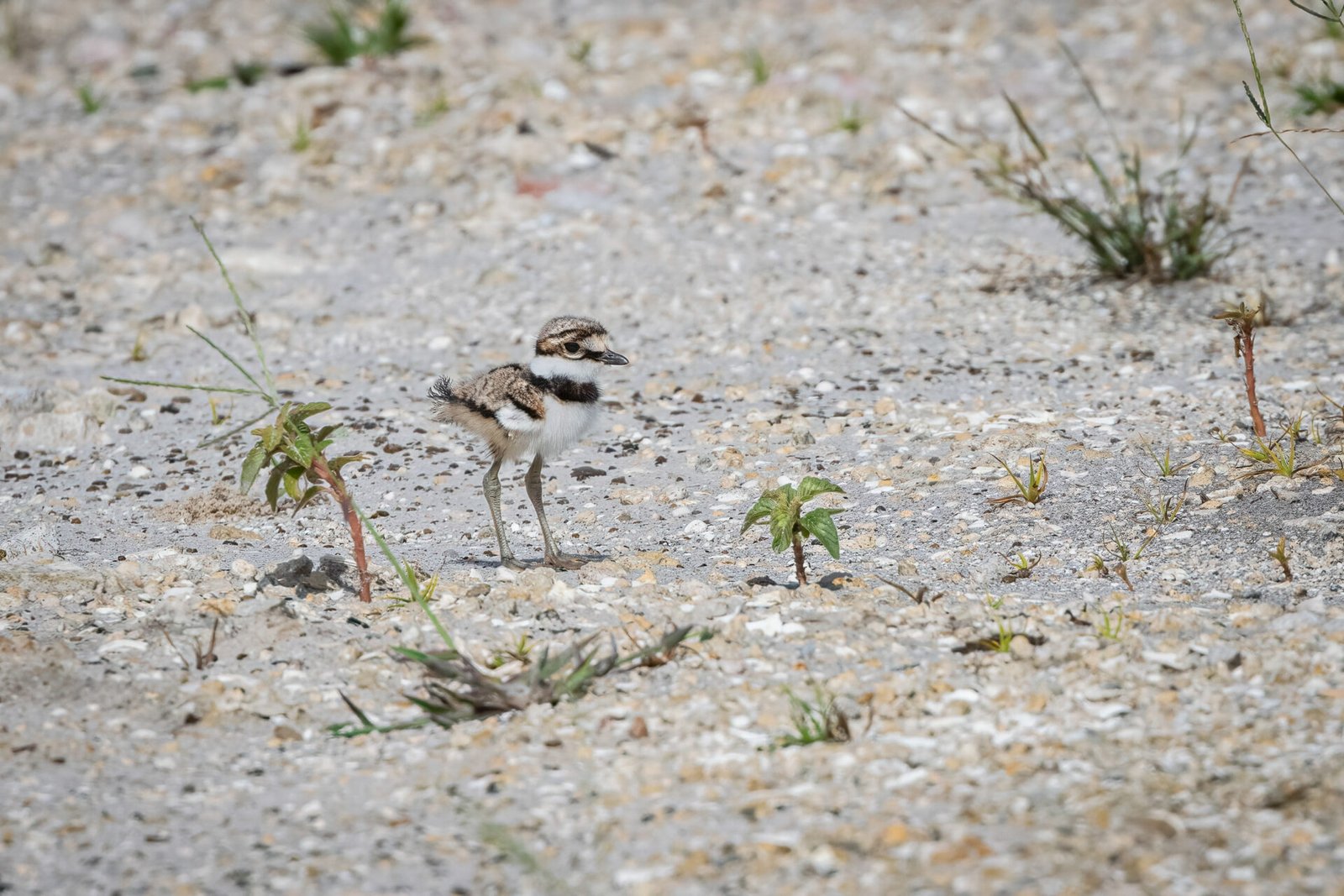 Killdeer Chick Pauses In The Sand