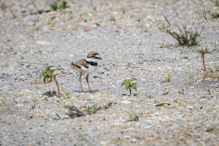 Killdeer Chick Pauses In The Sand