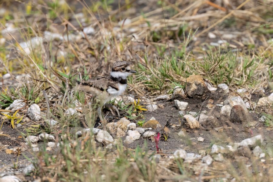 Killdeer Chick Searches For Rest Of Family