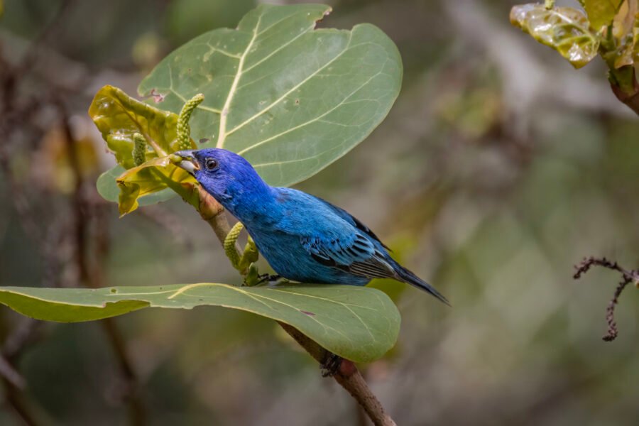 Male Indigo Bunting Eating Buds From Seagrape