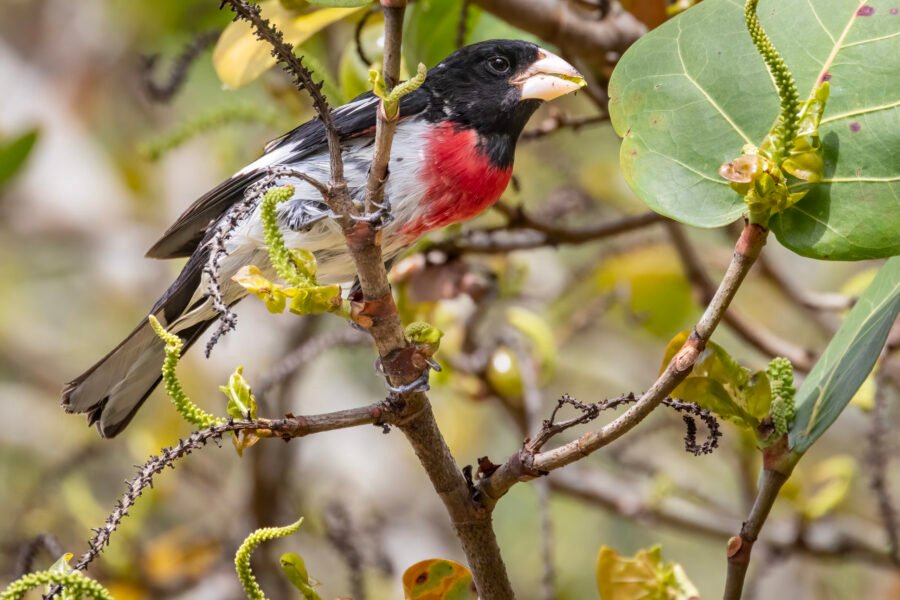 Rose Breasted Grosbeak Hopping Through Seagrape