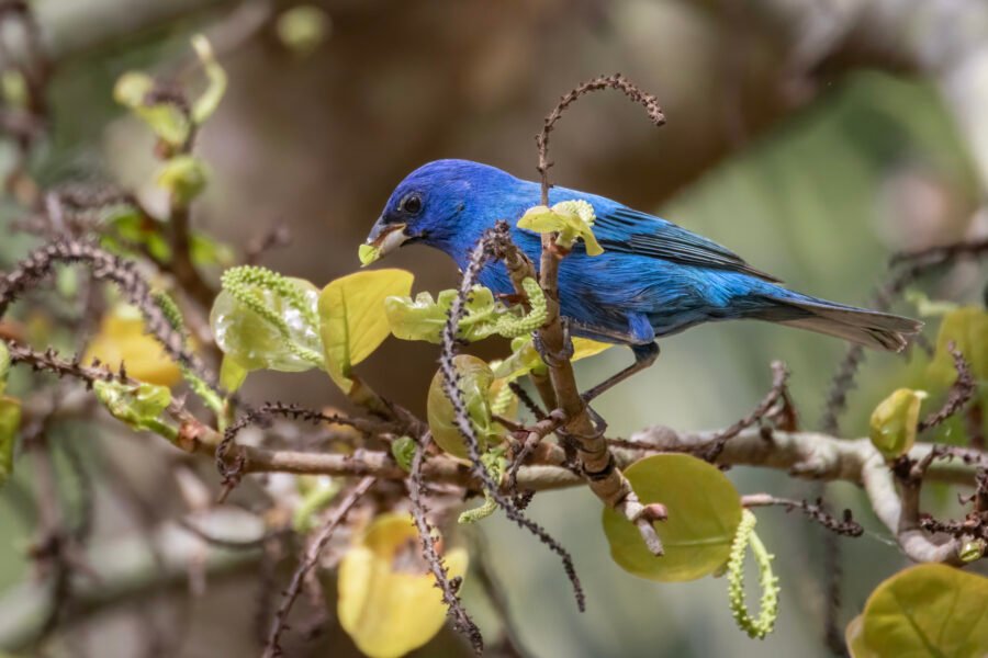 Indigo Bunting Eating Seagrape Leaves