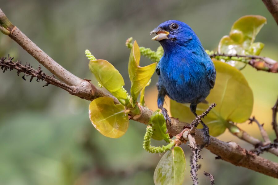 Indigo Bunting Male Eating New Fruit In Seagrape Tree