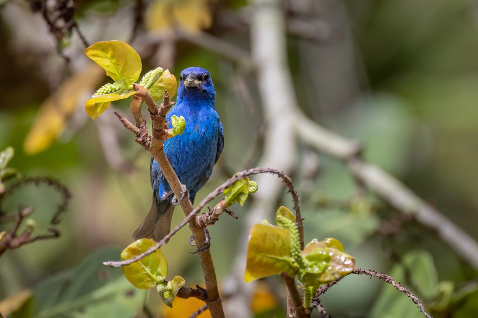 Indigo Bunting Male Perched In Seagrape Tree