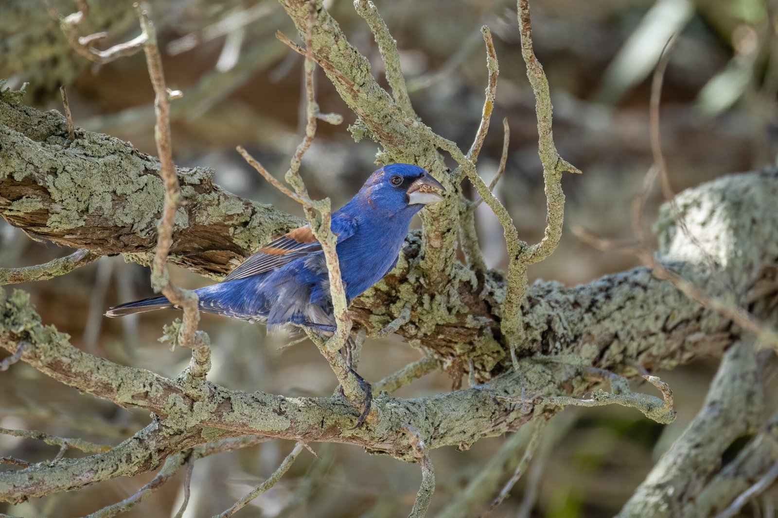 Blue Grosbeak Male Resting On Tree Branch