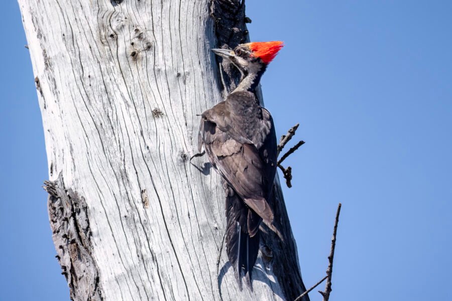 Pileated Woodpecker Climbs Tree Back To Nest