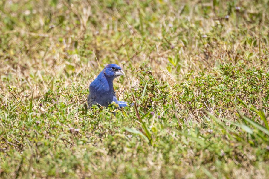 Blue Grosbeak Male Hopping Through Grass In Sun