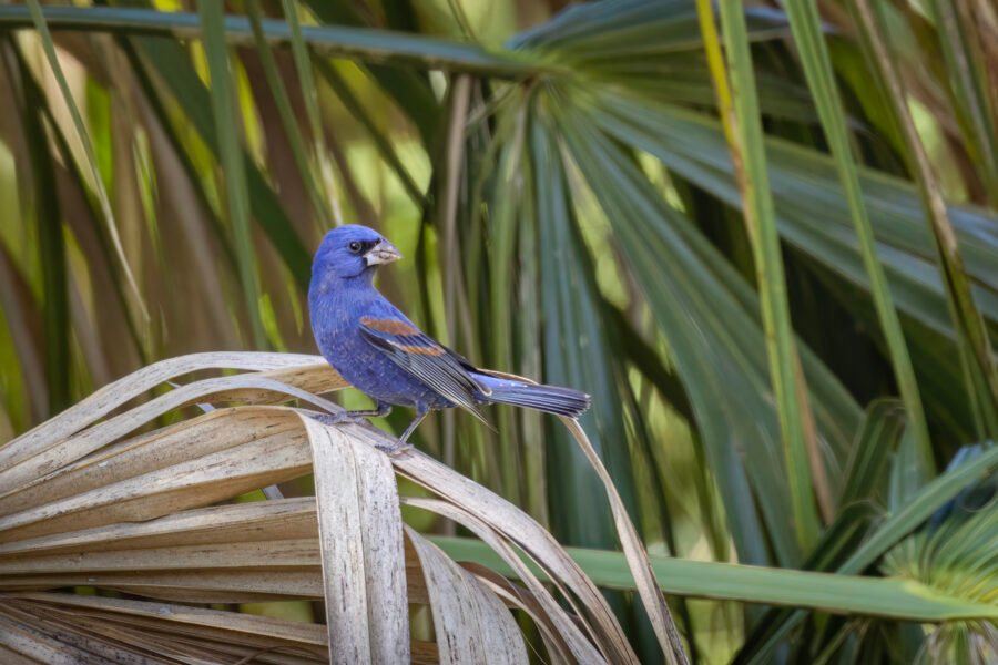 Blue Grosbeak Male Looking Around On Palm Frond