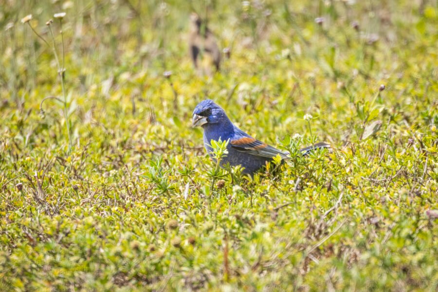 Blue Grosbeak Male Looking For Seeds In Sun