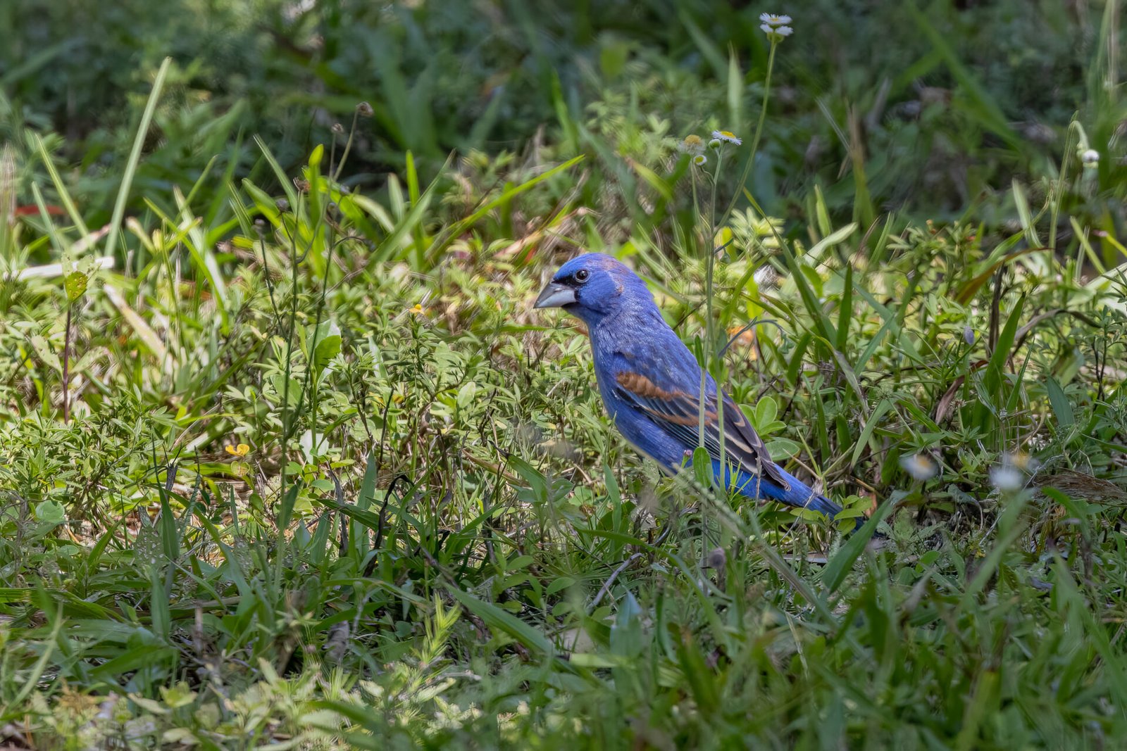 Blue Grosbeak Male On Ground Looking For Seeds