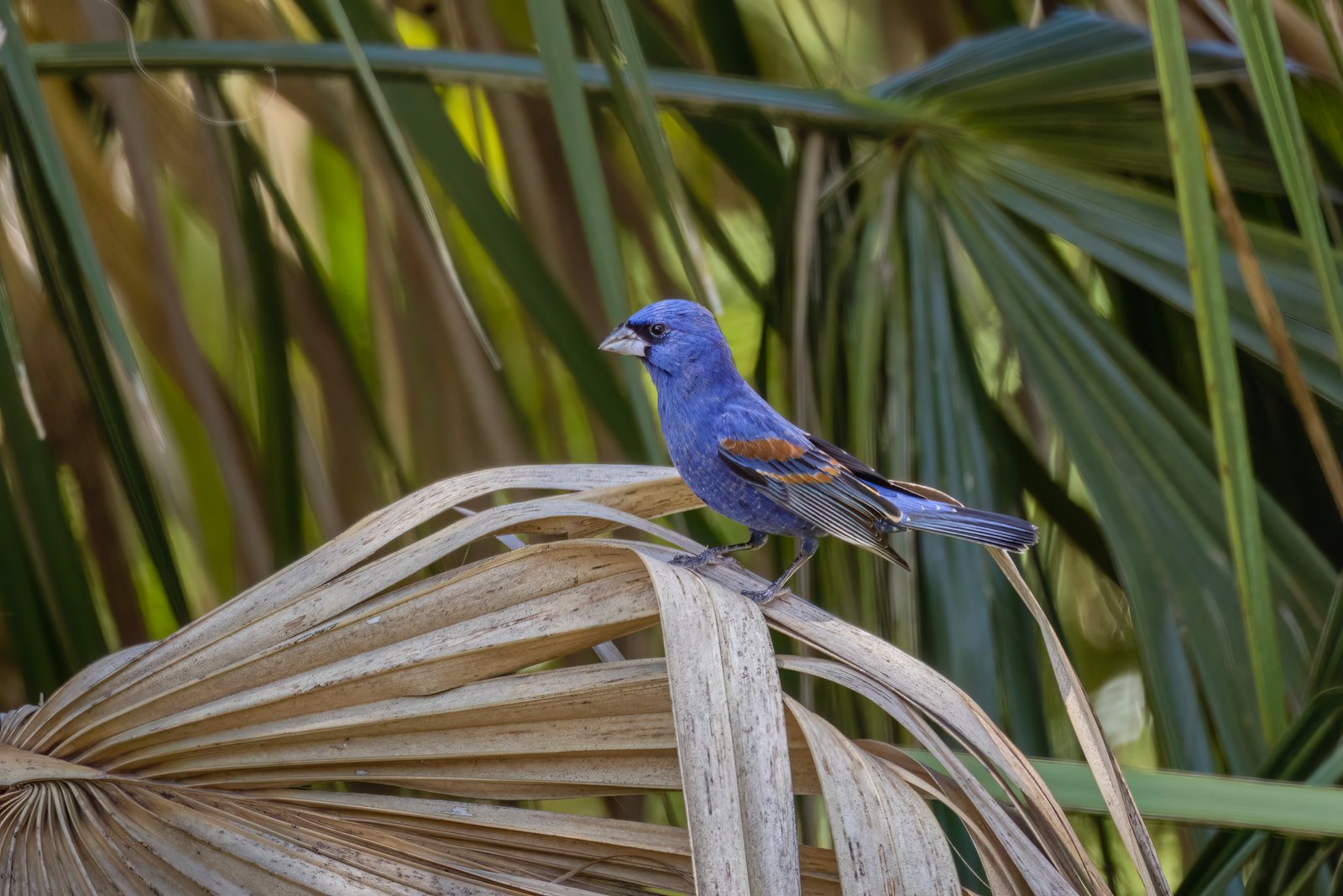 Blue Grosbeak Male Perched On Old Palm Frond