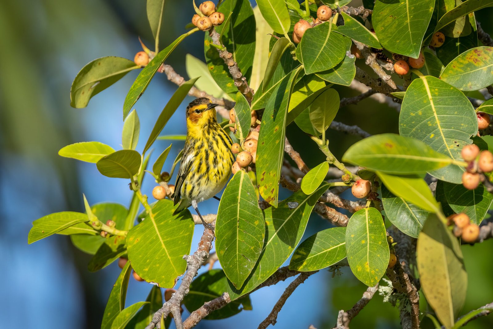 Cape May Warbler Hopping Through Fig Tree