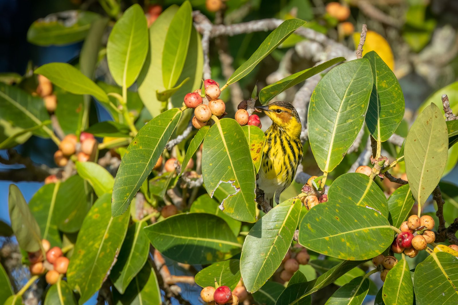 Cape May Warbler Sitting In Fig Tree In Morning Sun
