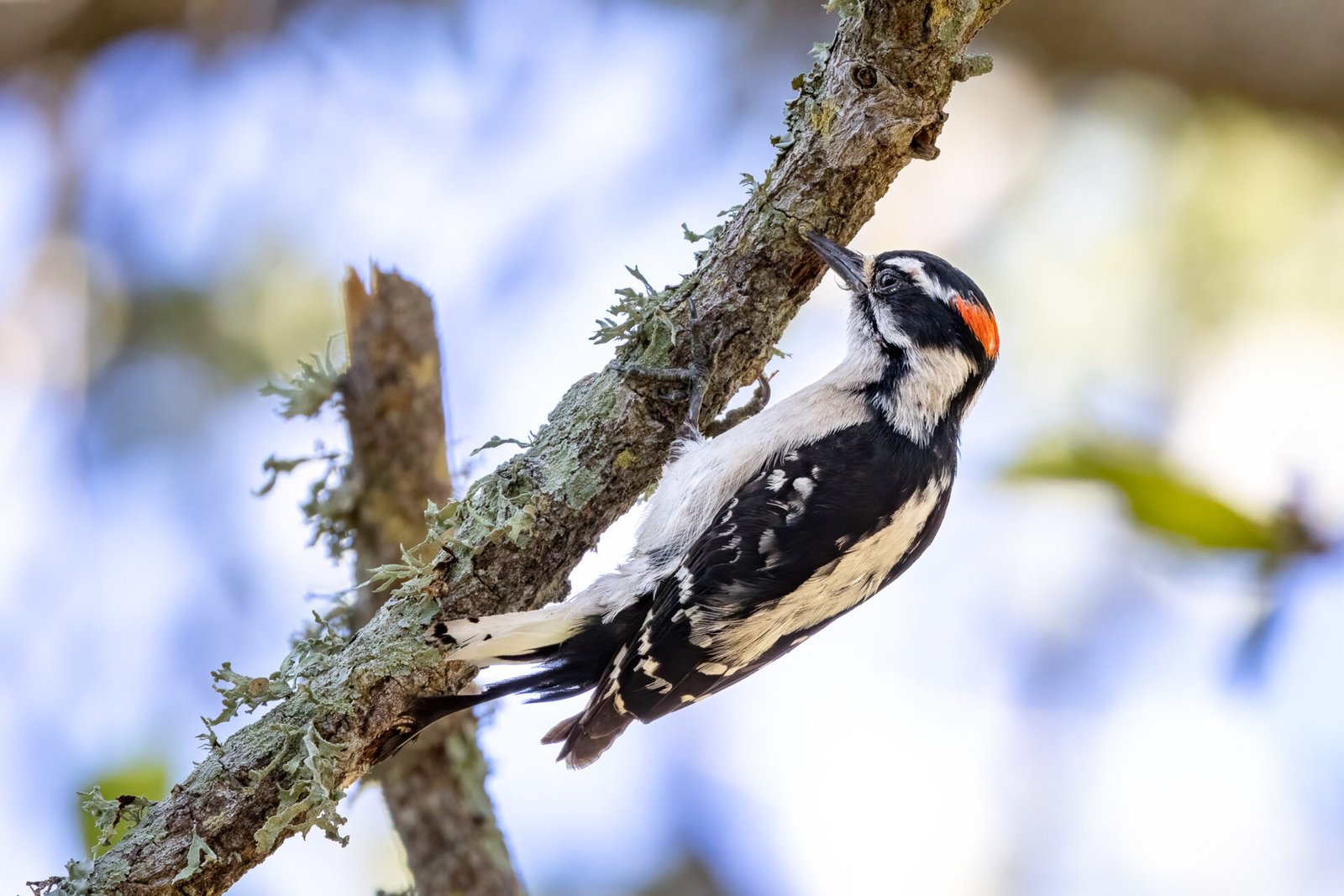 Downy Woodpecker Digging For Insects