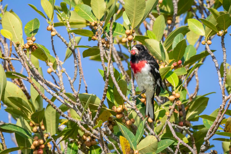 Rose Breasted Grosbeak Enjoys A Fig Fruit