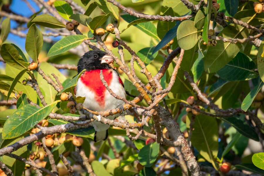 Rose Breasted Grosbeak In Fig Tree In Sun