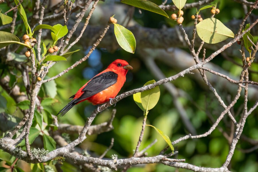 Scarlet Tanager Finishes Off Fig On Branch