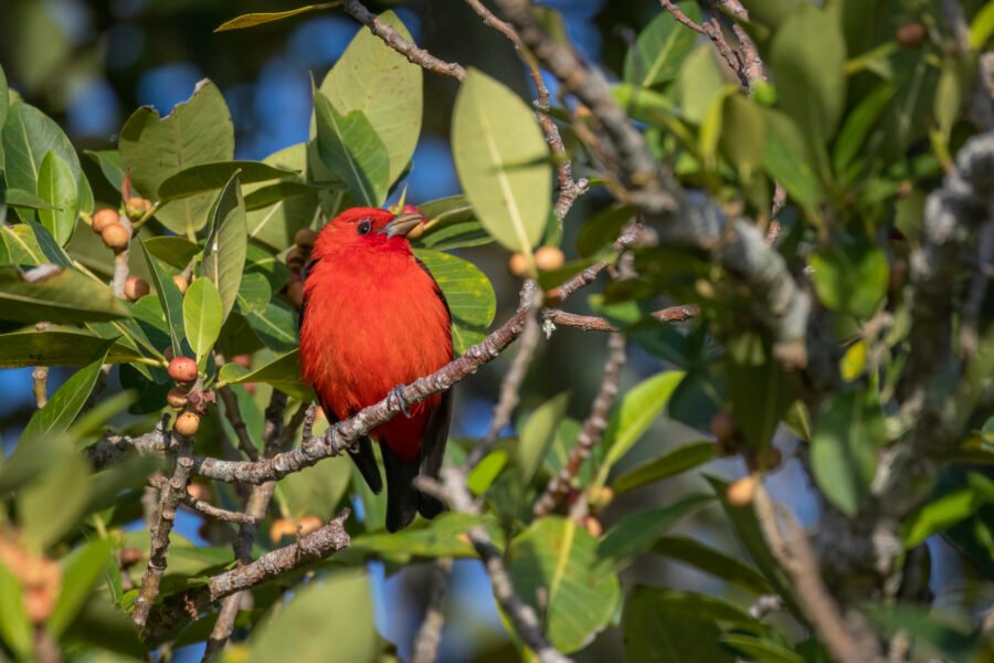 Scarlet Tanager Resting In Fig Tree In Sun