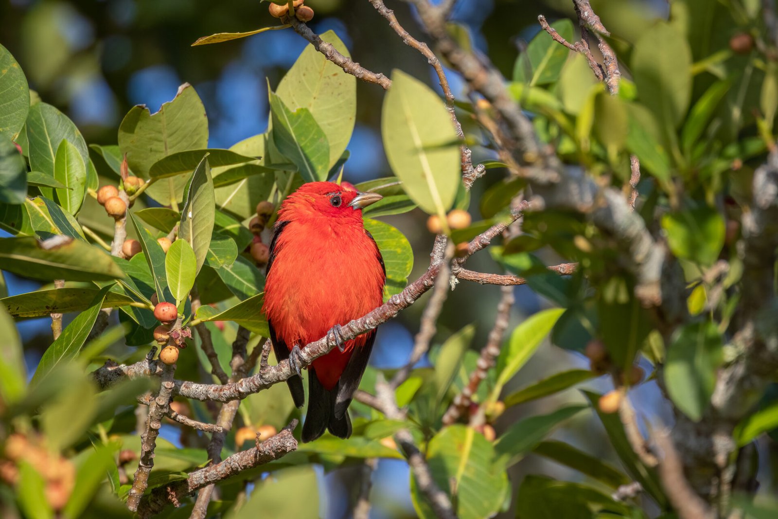Scarlet Tanager Sitting On Fig Branch In Sun