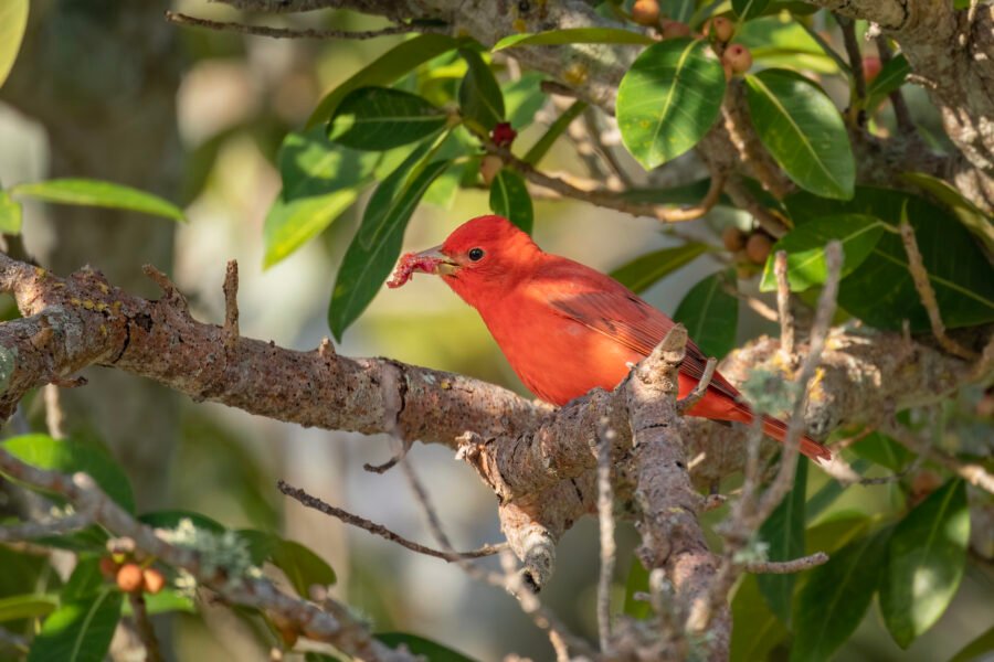 Summer Tanager Male Eating Fig In Tree