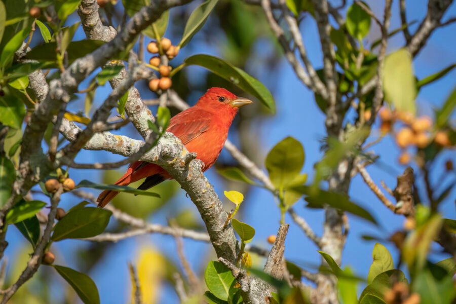 Summer Tanager Male Resting In Fig Tree