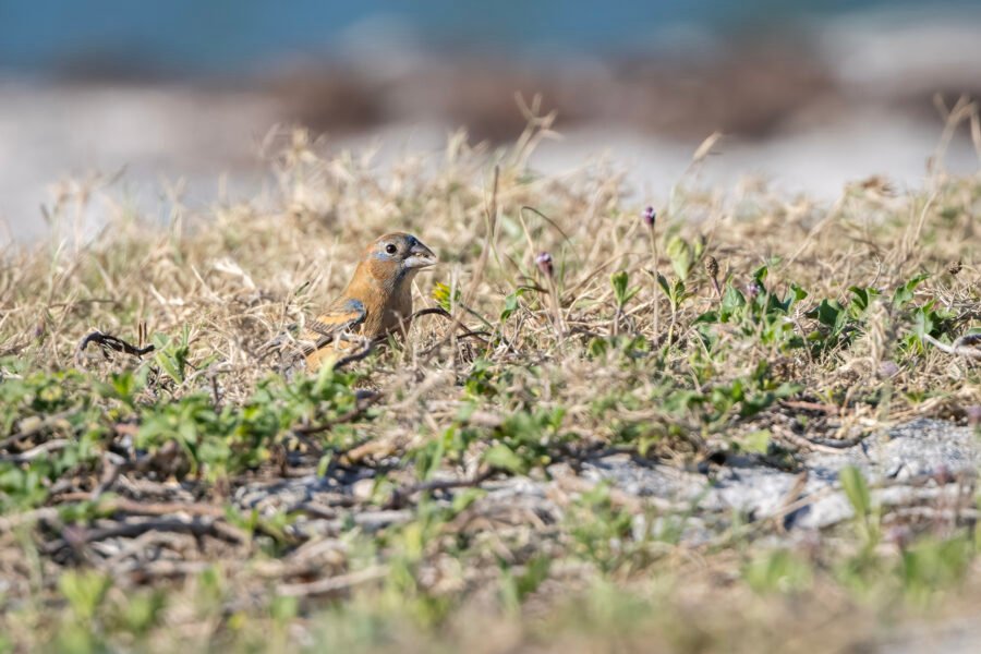 Blue Grosbeak Female On Ground Looking For Seeds