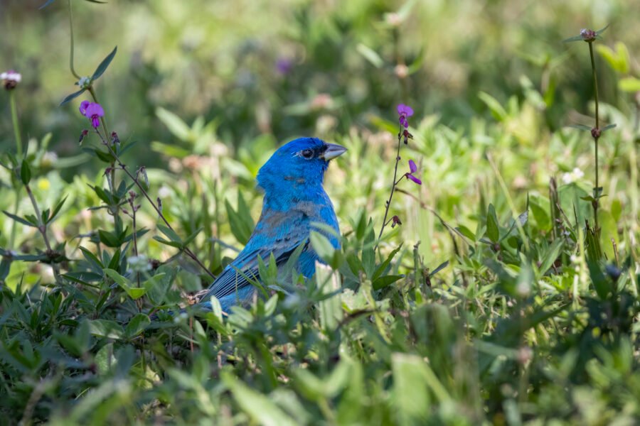 Indigo Bunting Male In Purple Flowers