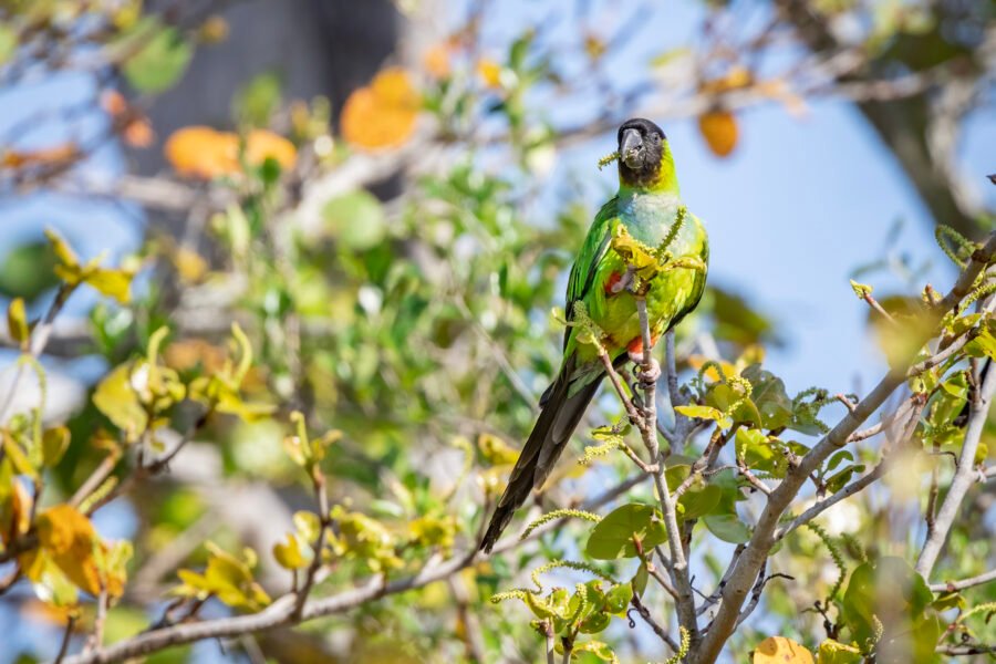 Nanday Parakeet Nibbles On Seagrape