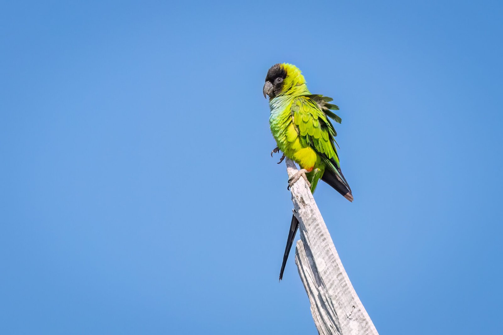 Nanday Parakeet Perched On Dead Limb In Breeze