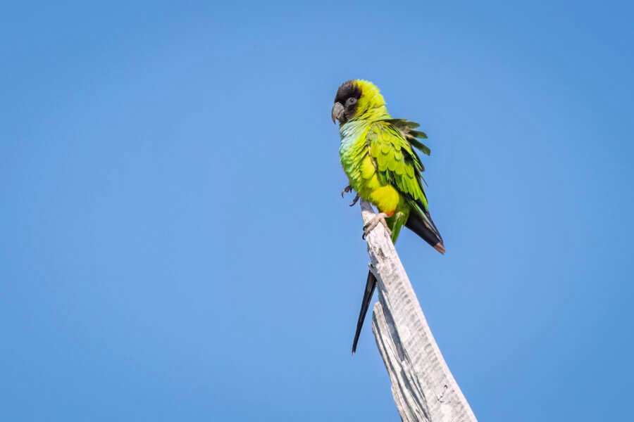 Nanday Parakeet Perched On Dead Limb In Breeze