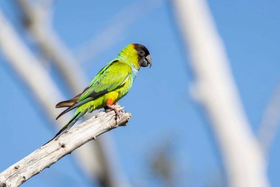 Nanday Parakeet Sitting On Dead Limb