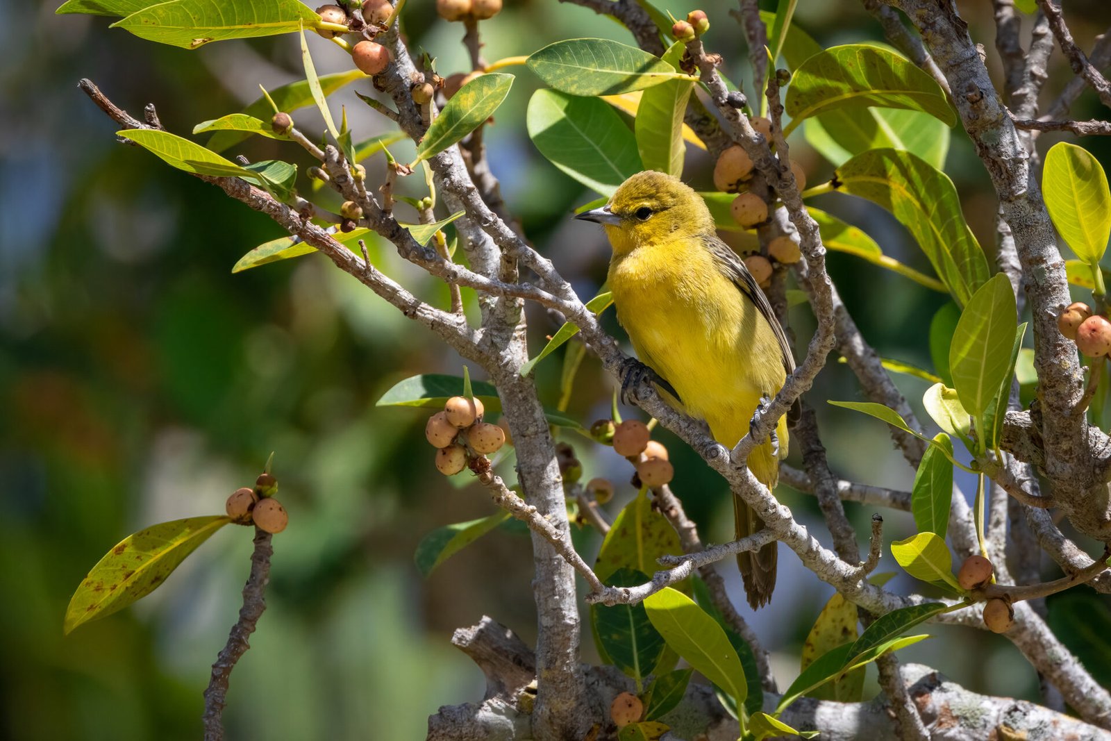 Orchard Oriole Female Sitting In Fig Tree